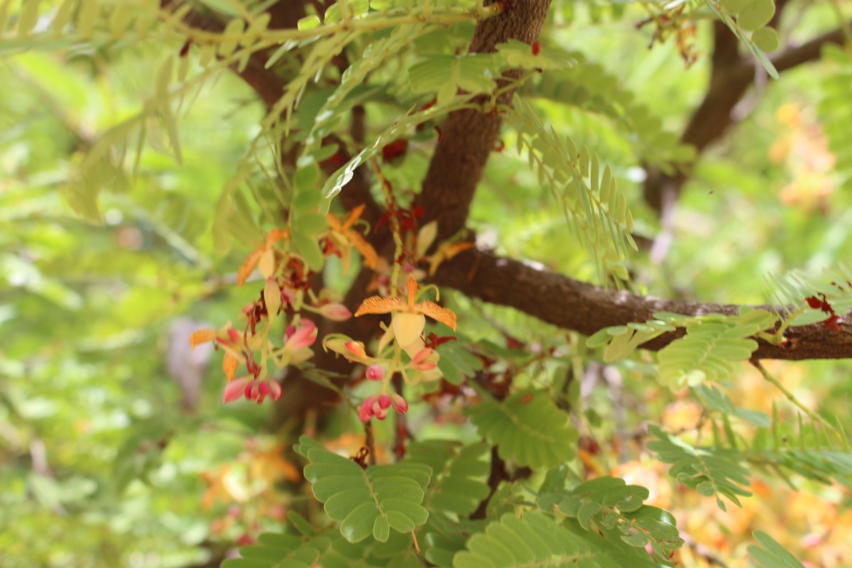 Tamarindus